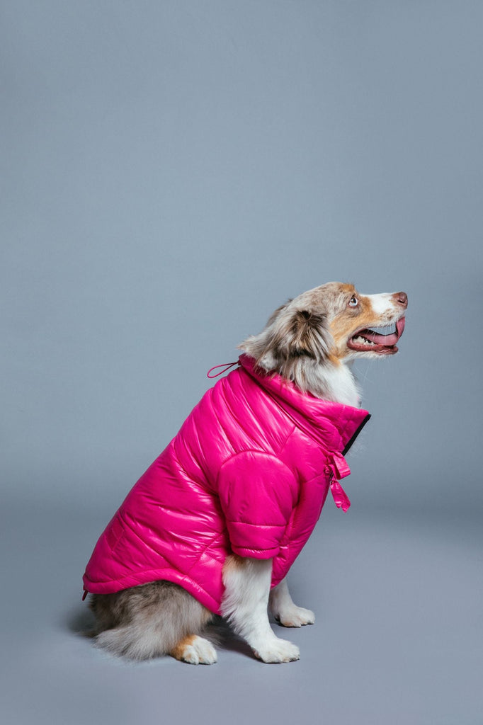 ☆【LAFUDGESTORE】☆OBLIQUE GLOSSY DOWN PUFFER PADDIN.G☆ Glossy Puffer Jacket – maxbone