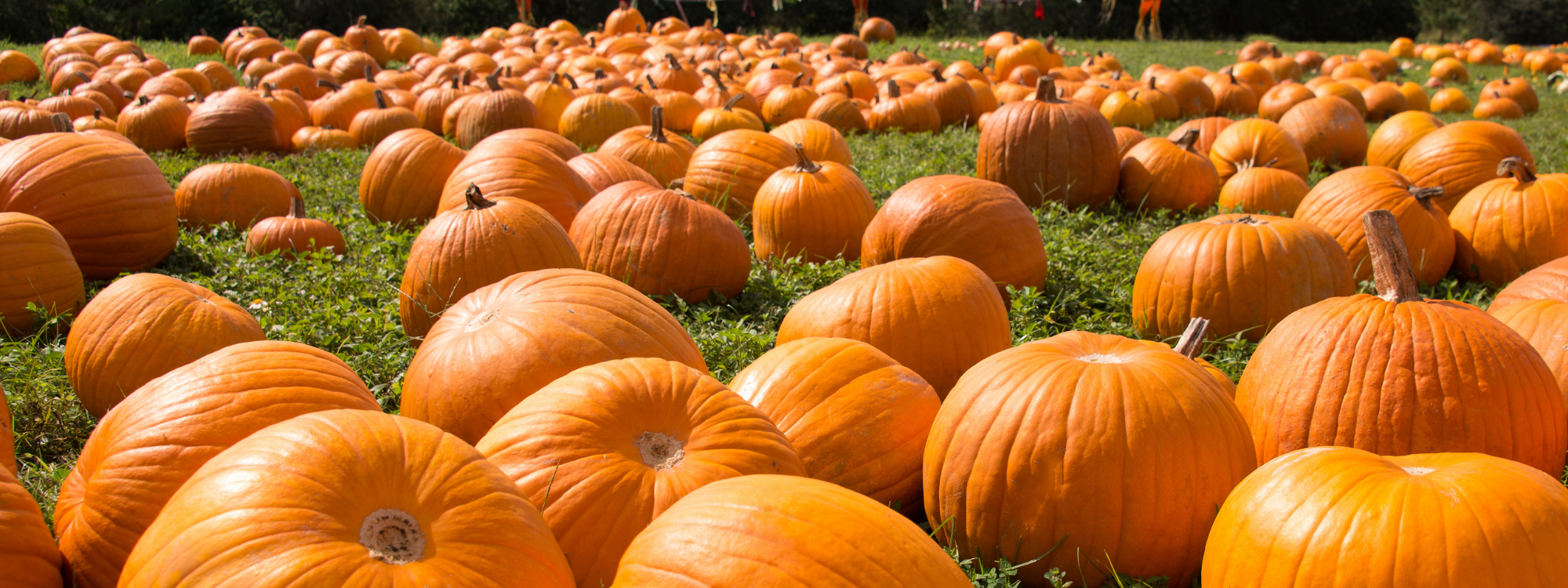 A day at the Pumpkin Patch by @leuleu_theblue - maxbone