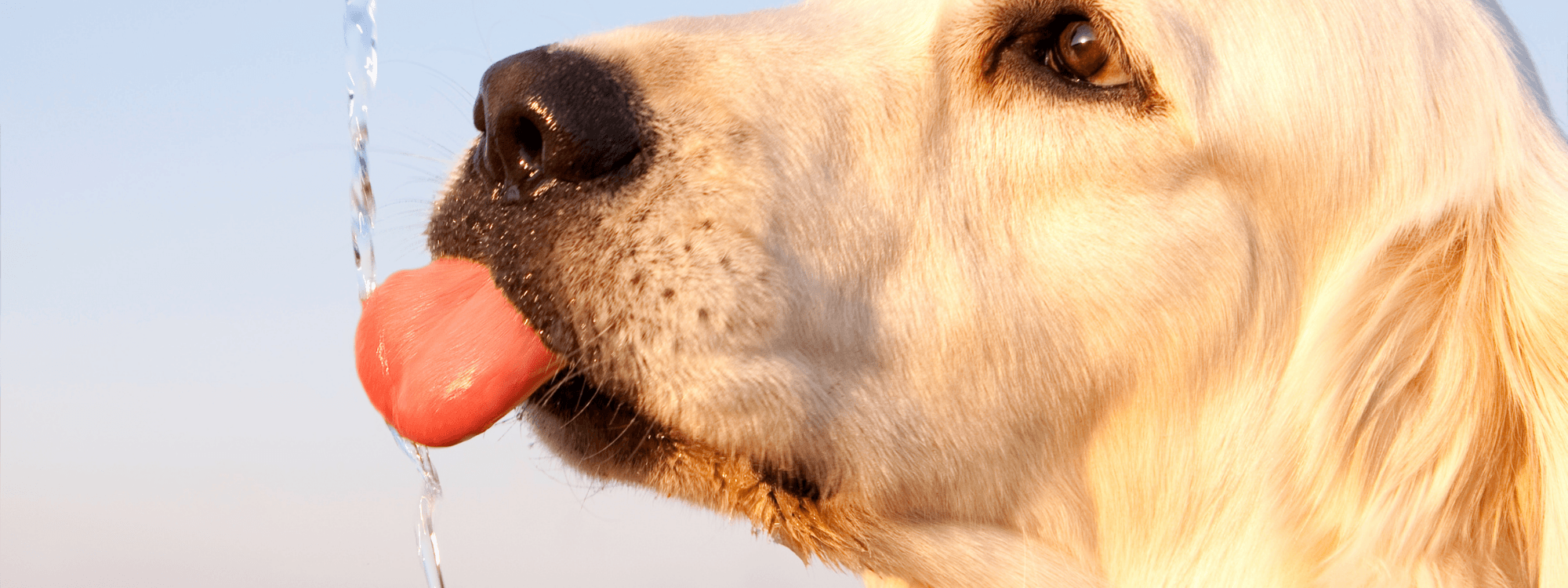 The Importance of Keeping Your Dog Hydrated - maxbone