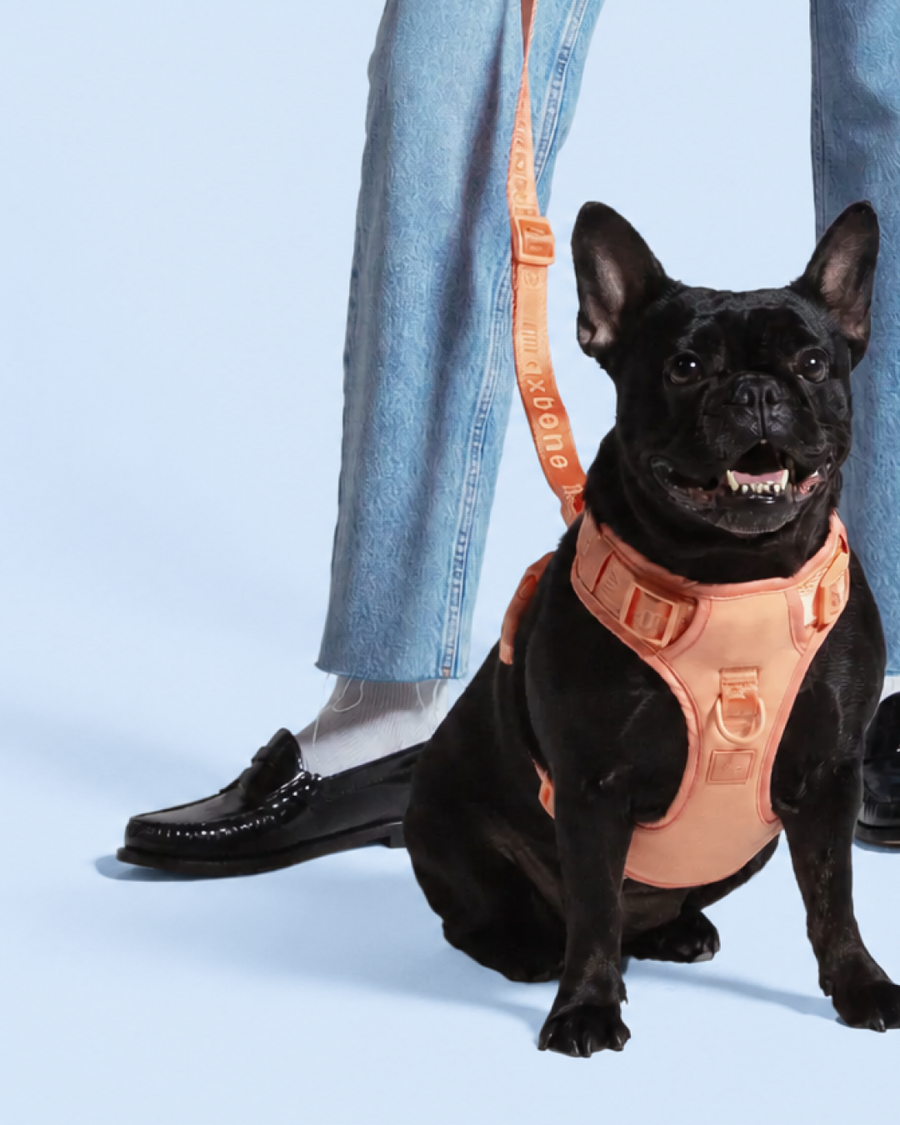 A black French bulldog wearing a peach-colored harness and leash sits on a light blue studio background, with a person's legs in blue jeans and black loafers standing behind it.