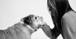 Maxbone, brand website product image
