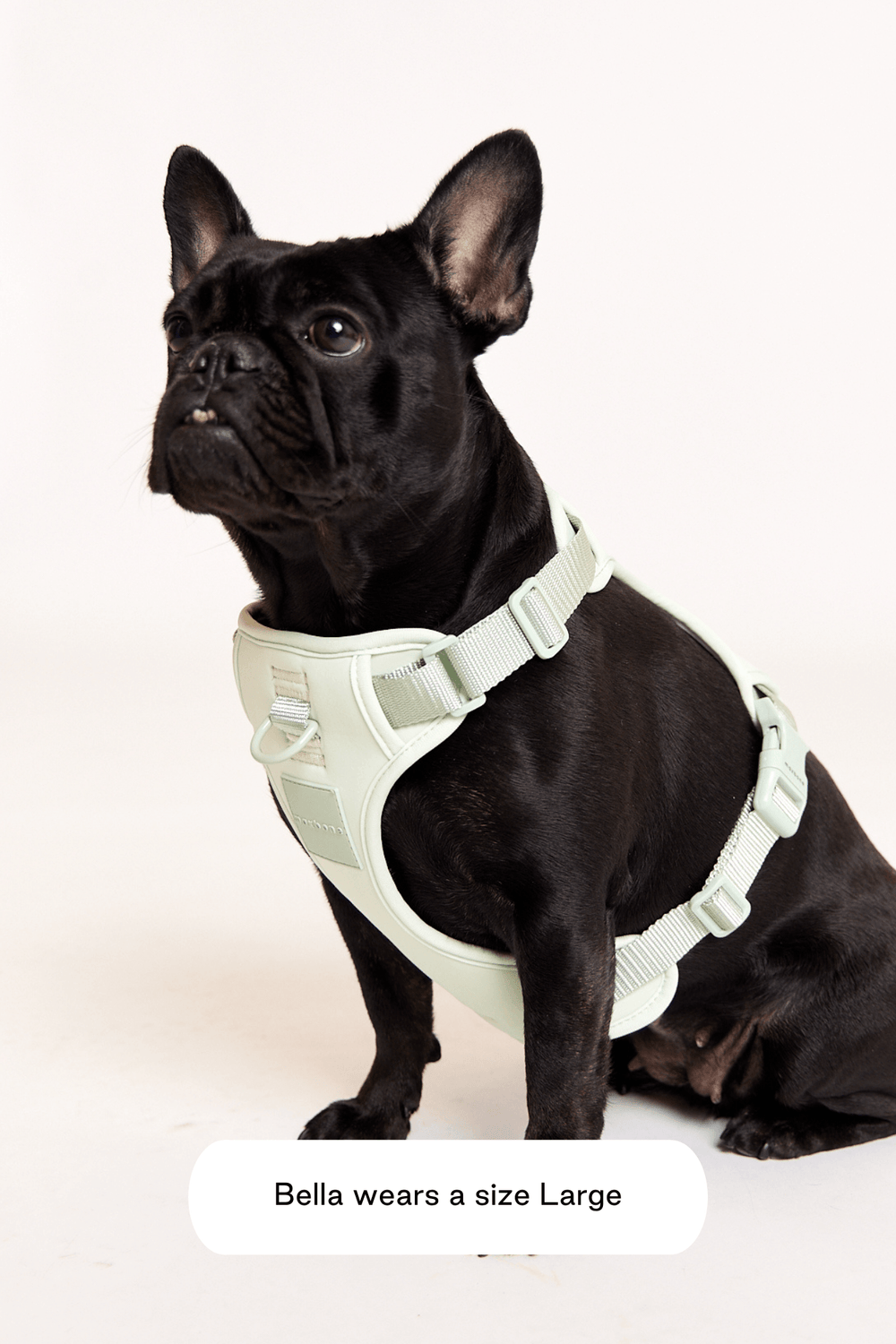 maxbone Adjustable Pet Harness, Green - Green