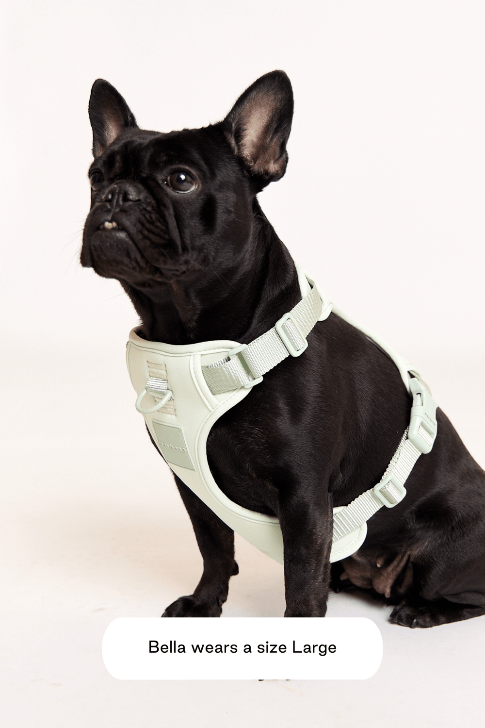 French bulldog harness and winter coat - control and comfort with