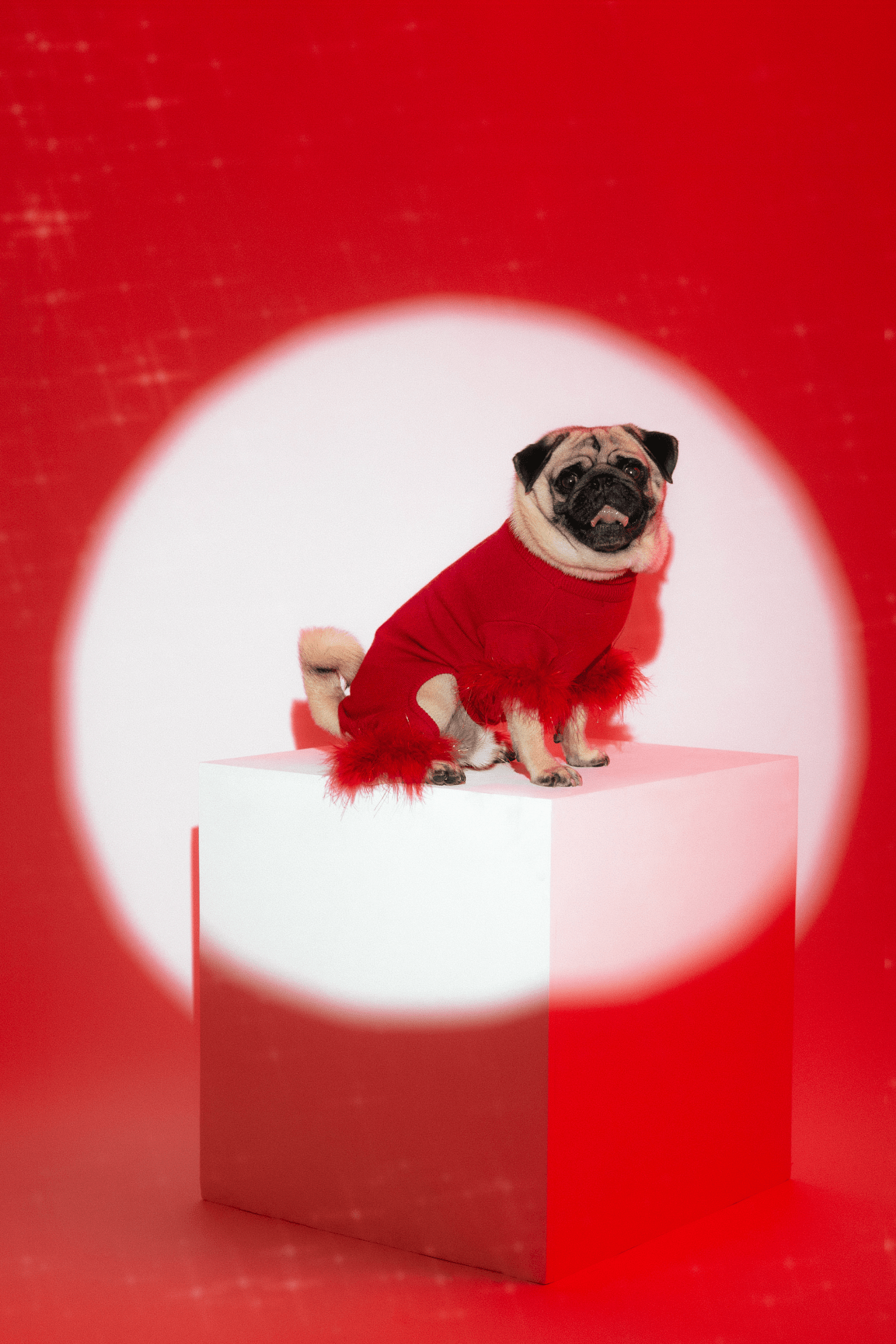 Vodafone dog top online shopping