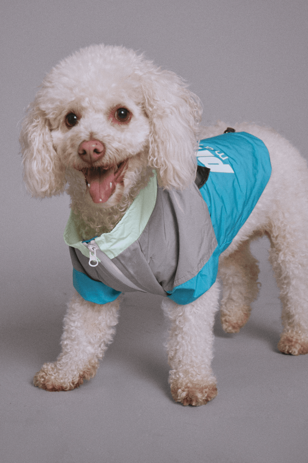 Max bone dog clearance clothes