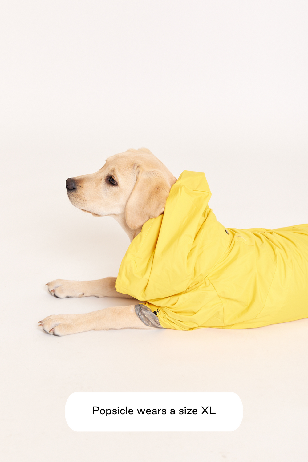 Bestselling Dog Raincoat Talon - water repellant | maxbone Bestselling Dog Raincoat Talon - water repellant | maxbone