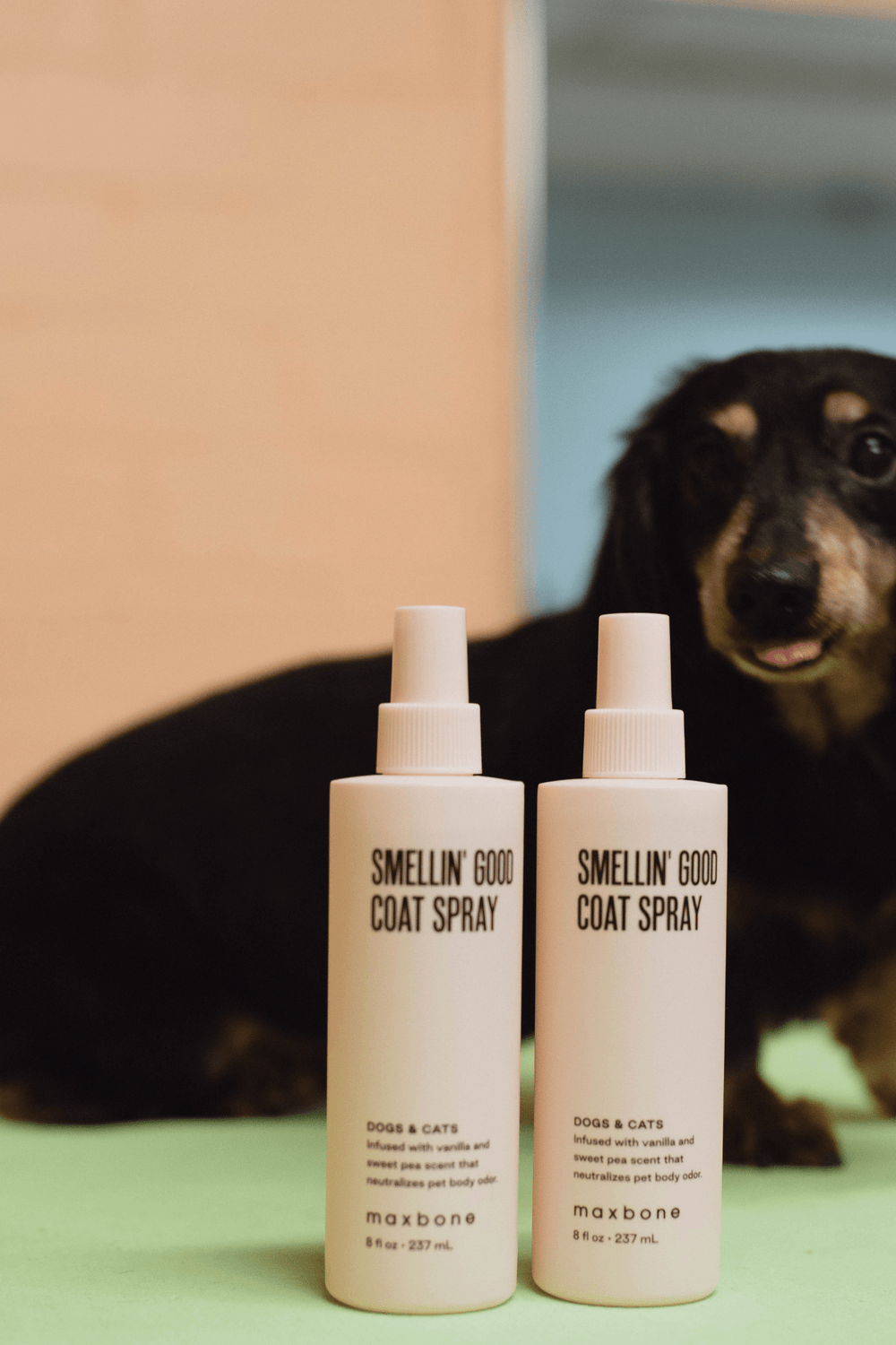 Best spray for dog smell outlet
