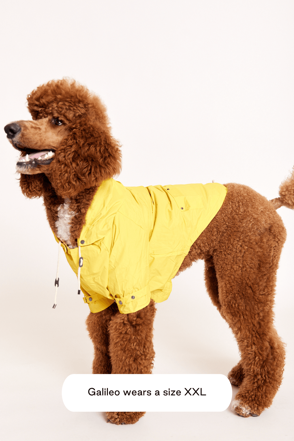 Bestselling Dog Raincoat Talon - water repellant | maxbone Bestselling Dog Raincoat Talon - water repellant | maxbone