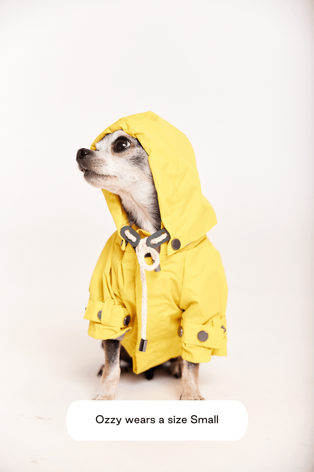 Bestselling Dog Raincoat Talon - water repellant | maxbone Bestselling Dog Raincoat Talon - water repellant | maxbone