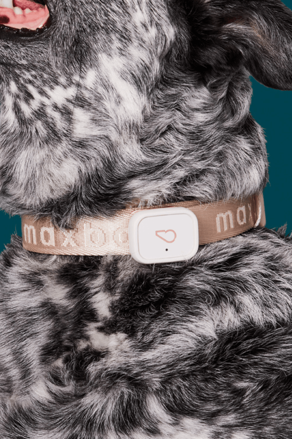 Whistle sales dog collar